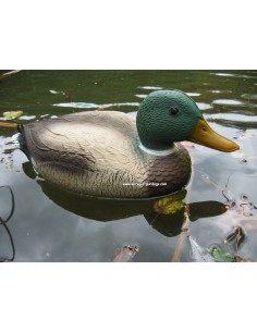 Wilde lokeenden op water 2