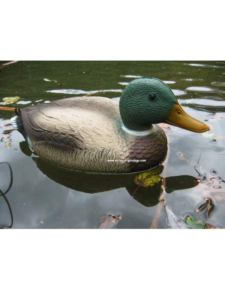 Wilde lokeenden op water