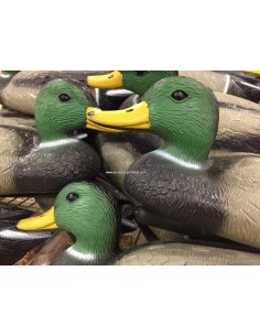 Wilde lokeenden op water