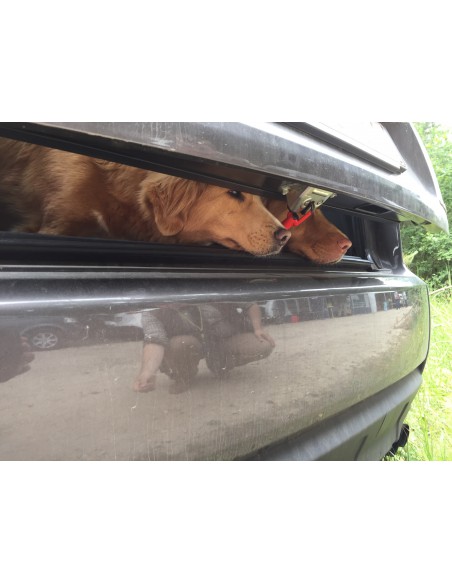 Frische Luft für die Hunde