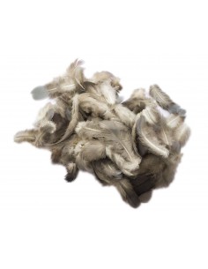 Taube Daunen und Federn