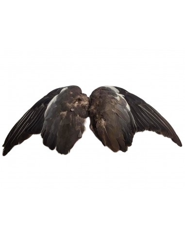 Duiven vleugels (2 stuks)