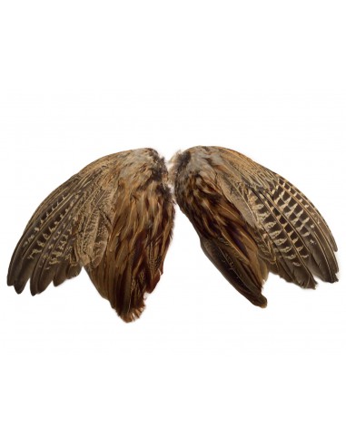 Fazanten vleugels (2 stuks)