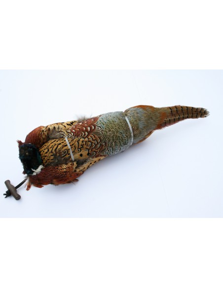 Cock Pheasant Pelt Dummy