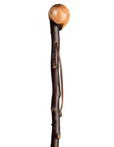 Gastrock Apple Rootstock