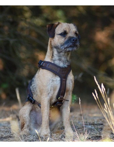 Niggeloh Hundeführgeschirr Follow Light