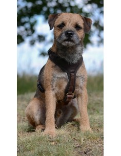 Niggeloh Hundeführgeschirr Follow Light 2