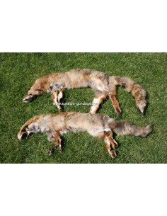 Vossen apporteer dummy´s.