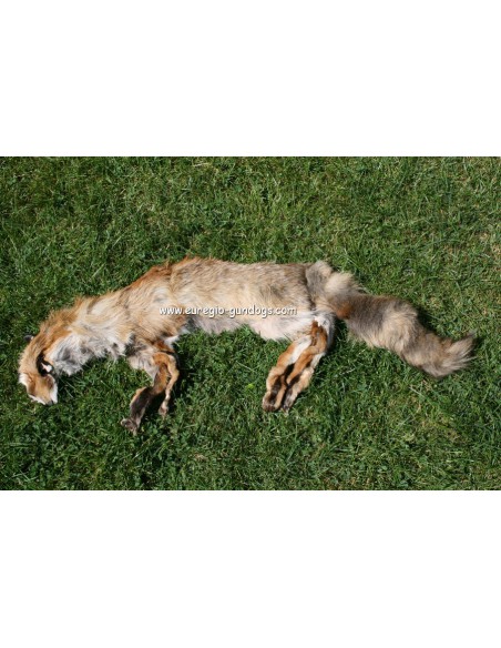 Vossen apporteer dummy drie kilogram.